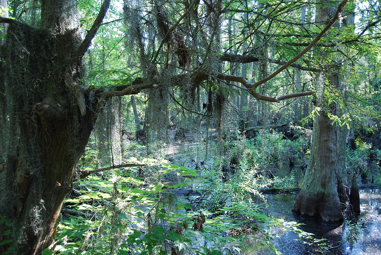 Bald cypress and Spanish moss at First Landing State Park